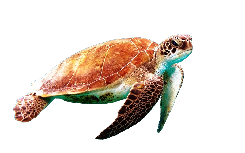 saambr turtle