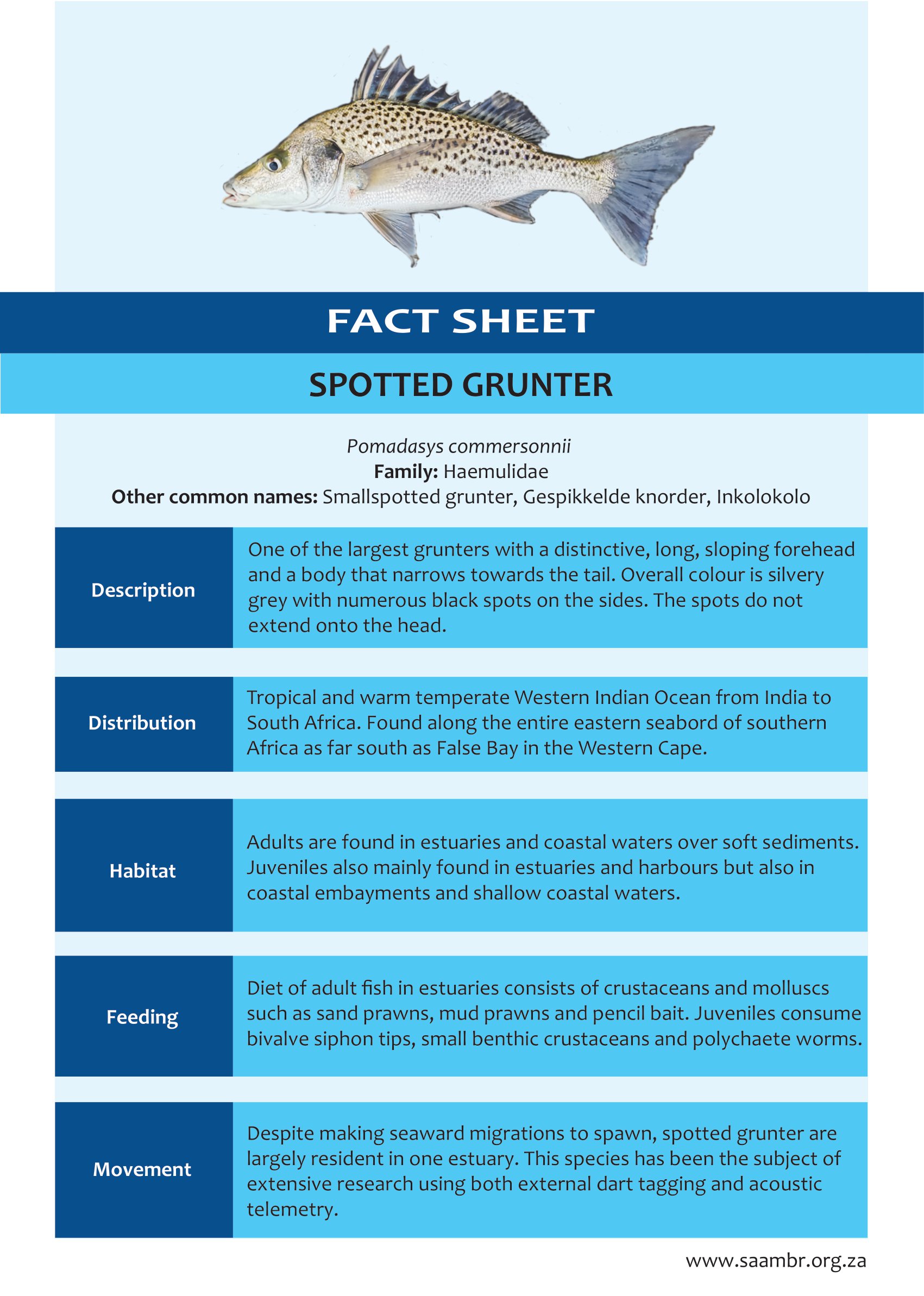 Spotted Grunter